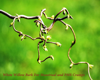 White Willow Bark